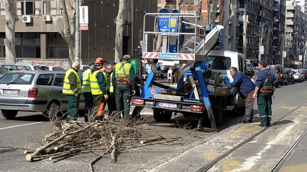 Платани у Цара Душана без крошњи